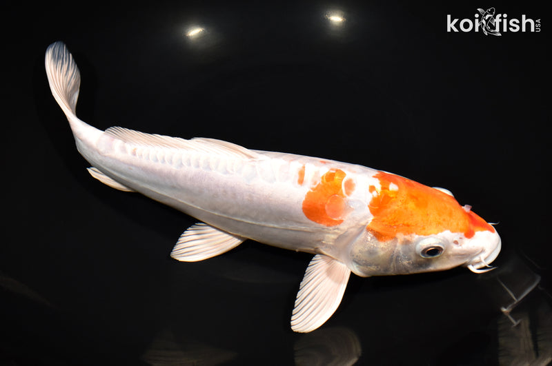 12" KIKUSUI