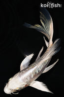 5.75" ARAGOKE HEISEI NISHIKI BUTTERFLY