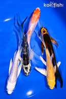 PACK OF (5) 4.5-5.5" BUTTERFLY KOI