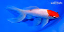7.25" HOODED WATONAI GOLDFISH
