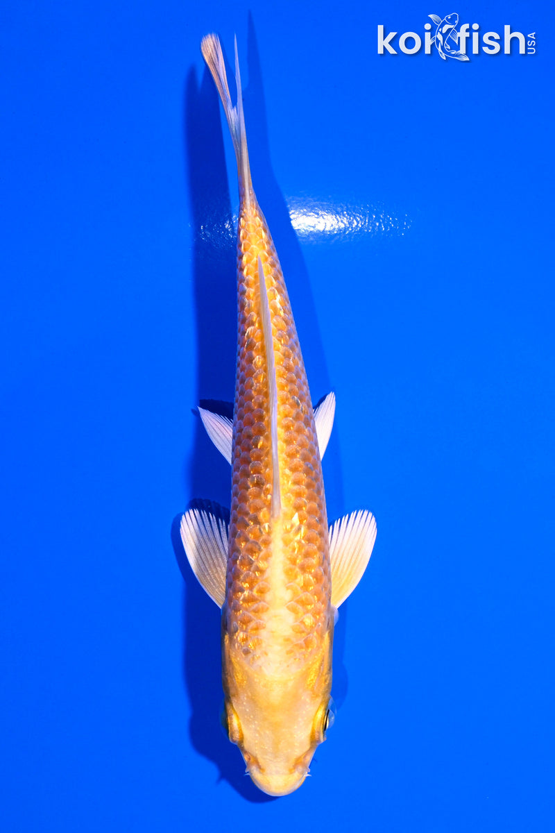 4.75" GINRIN YAMABUKI OGON