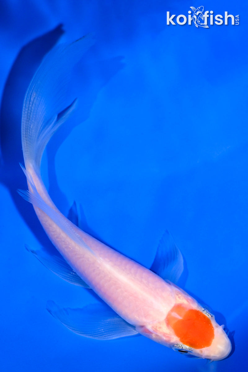 4.25" KOHAKU BUTTERFLY