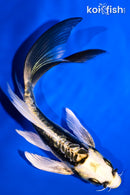 6" KIN KIKOKURYU BUTTERFLY