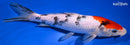 8.5" SANKE