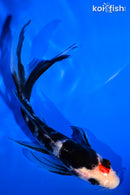 6" BENI MATSUKAWABAKE BUTTERFLY