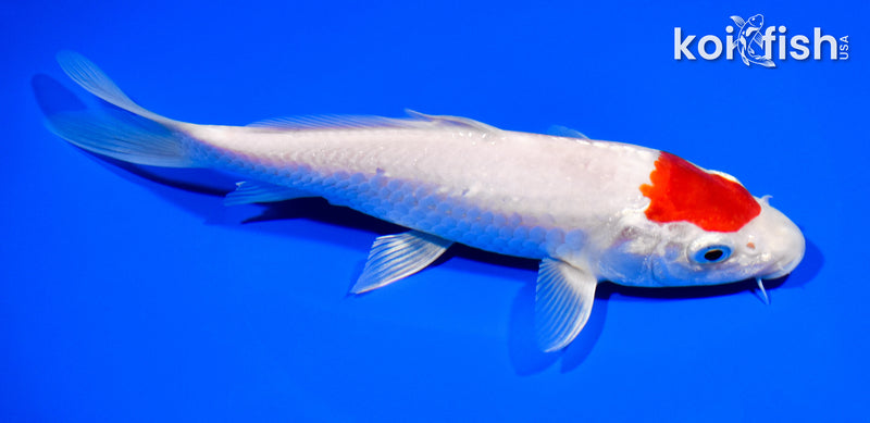 7.5" TANCHO HARIWAKE