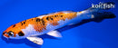 5.75" YAMATO NISHIKI