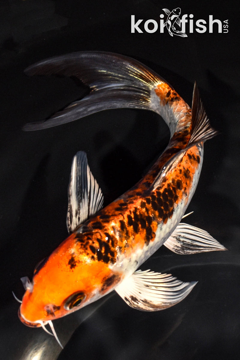 Koi Fish for Sale | Buy Koi Online | Koi Fish USA – Tagged