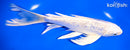 7.75" GINRIN PLLATINUM OGON BUTTERFLY