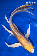 9.75" DOITSU LEMON HARIWAKE BUTTERFLY