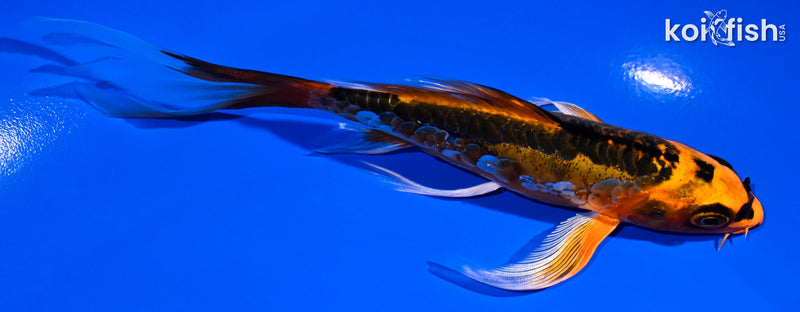 5.25" ARAGOKE ORENJI MATSUBA BUTTERFLY