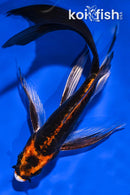5.75" BENI KIKOKURYU BUTTERFLY