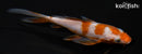 5.5" OCHIBA SHIGURE BUTTERFLY