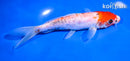 6.5" KUCHIBENI BENI KUMONRYU