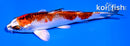 4.5" KUJAKU