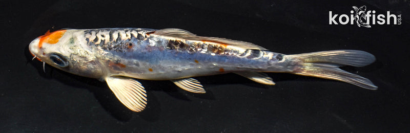 5.5" KUCHIBENI HEISEI NISHIKI