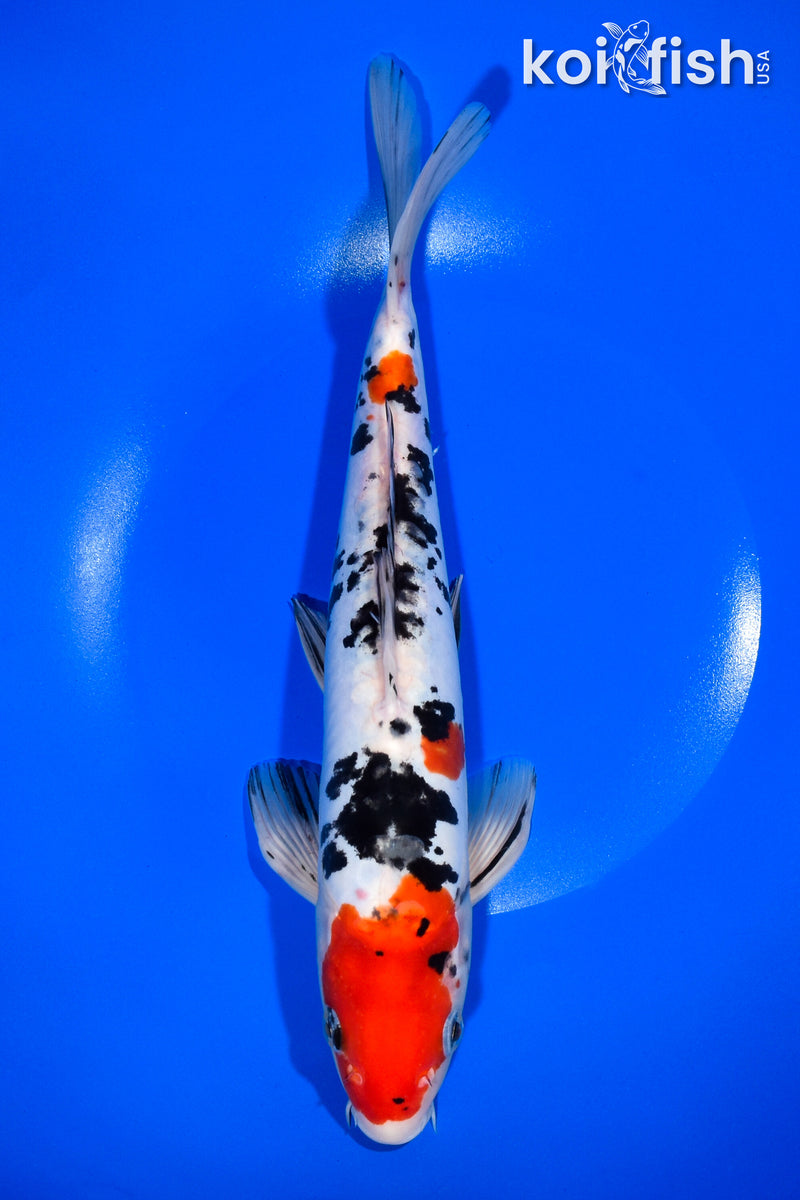 11.25" DOITSU SANKE