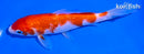 5.75" GINRIN KOHAKU