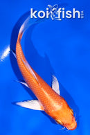 4.5" GINRIN YAMABUKI OGON