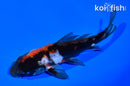 6" DOITSU SHOWA