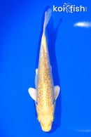 7.25" GINRIN YAMABUKI OGON