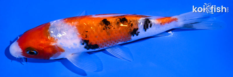 5.25" GINRIN SANKE