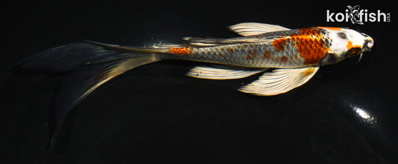 6.5" BENI GINGA BUTTERFLY