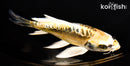 6.5" KIN KIKOKURYU BUTTERFLY