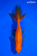 6.25" WAKIN GOLDFISH