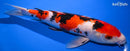 13.5" SANKE