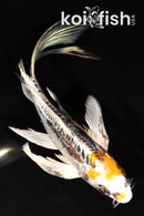 7.5" BENI KIKOKURYU BUTTERFLY