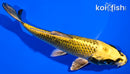 6.75" KI MATSUBA