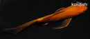 5" CHAGOI BUTTERFLY