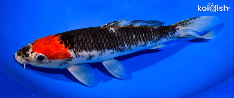 10.5" GOSHIKI