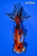 4.5" CALICO TELESCOPE GOLDFISH