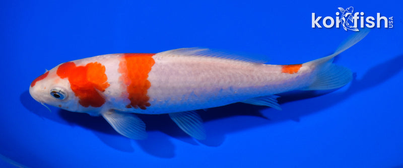 6.5" KOHAKU