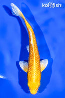 6" GINRIN YAMABUKI OGON