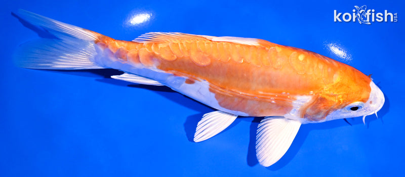 7.75" KIKUSUI