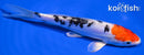 7.5" HEISEI NISHIKI