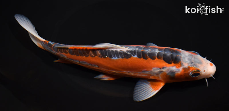 8.5" HI SHUSUI