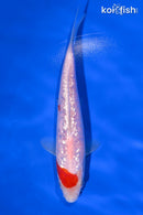 6" GINRIN KOHAKU