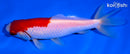 5.25" SARASA WAKIN GOLDFISH
