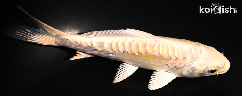 5" ARAGOKE YAMABUKI OGON