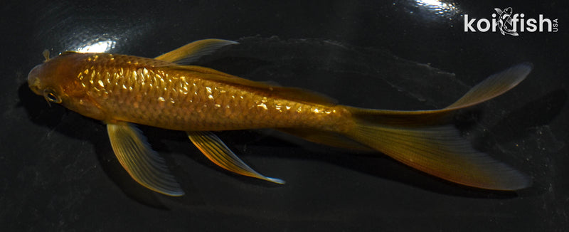 5.5" GINRIN CHAGOI BUTTERFLY