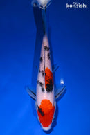 8.5" SANKE