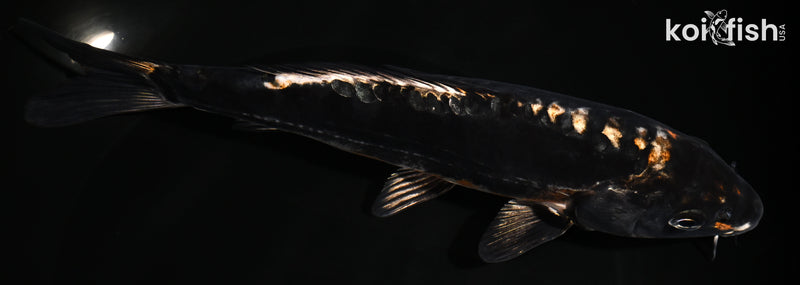 8.25" BENI KIKOKURYU