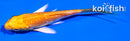 4" GINRIN YAMABUKI OGON BUTTERFLY