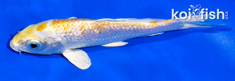 5" GINRIN LEMON HARIWAKE