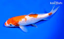 6.5" GINRIN KOHAKU