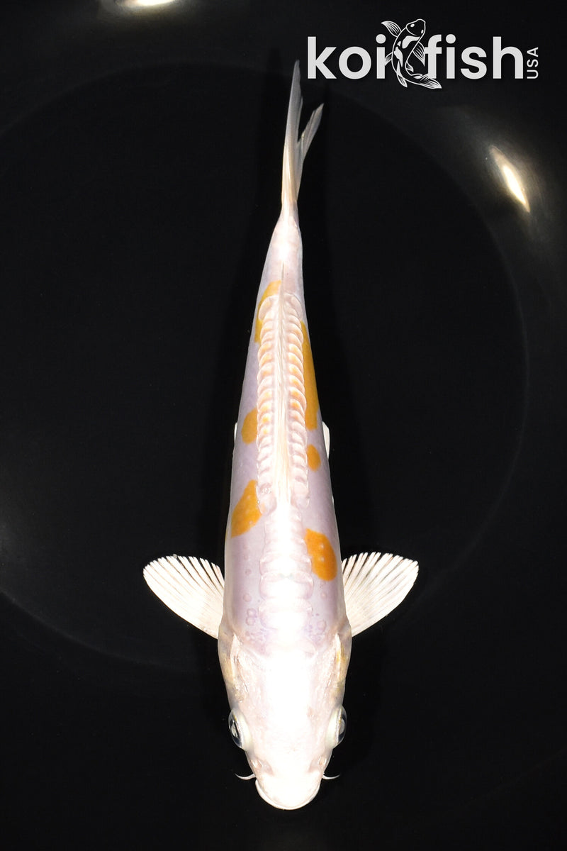 7" DOITSU HARIWAKE